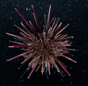  ( - BHKG-1620)  @11 [ ] by-nc-sa (2018) Unspecified the Florida Museum of Natural History (FLMNH) and University of Hong Kong's Swire Institute of Marine Science