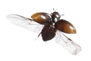  (Paracymus subcupreus - SZOO_0050)  @13 [ ] Copyright © (2015) David Littschwager Natural History Photography