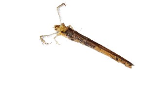  ( - SZOO_0073)  @12 [ ] Copyright © (2015) David Littschwager Natural History Photography