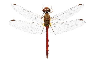  ( - SZOO_0127)  @11 [ ] Copyright (2017) David Liittschwager Natural History Photography