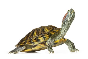  (Trachemys scripta - SZOO_0204)  @11 [ ] Copyright (2017) David Liittschwager Natural History Photography