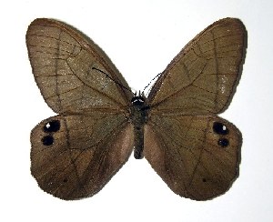  ( - 01-SRNP-9779)  @14 [ ] CreativeCommons - Attribution Non-Commercial Share-Alike (2005) Daniel H. Janzen Guanacaste Dry Forest Conservation Fund