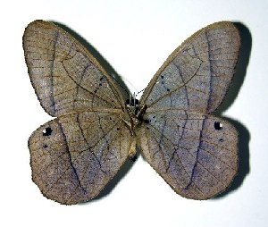  ( - 01-SRNP-9779)  @14 [ ] CreativeCommons - Attribution Non-Commercial Share-Alike (2005) Daniel H. Janzen Guanacaste Dry Forest Conservation Fund