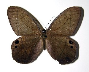  ( - 03-SRNP-29013)  @14 [ ] CreativeCommons - Attribution Non-Commercial Share-Alike (2005) Daniel H. Janzen Guanacaste Dry Forest Conservation Fund