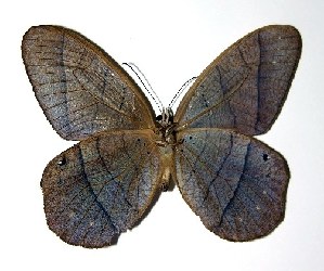  ( - 03-SRNP-29013)  @14 [ ] CreativeCommons - Attribution Non-Commercial Share-Alike (2005) Daniel H. Janzen Guanacaste Dry Forest Conservation Fund