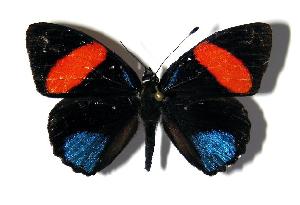  ( - 03-SRNP-9399)  @13 [ ] CreativeCommons - Attribution Non-Commercial Share-Alike (2005) Daniel H. Janzen Guanacaste Dry Forest Conservation Fund