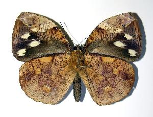  ( - 04-SRNP-40963)  @13 [ ] CreativeCommons - Attribution Non-Commercial Share-Alike (2005) Daniel H. Janzen Guanacaste Dry Forest Conservation Fund