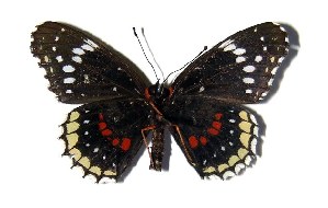  ( - 82-SRNP-462.1)  @13 [ ] CreativeCommons - Attribution Non-Commercial Share-Alike (2005) Daniel H. Janzen Guanacaste Dry Forest Conservation Fund