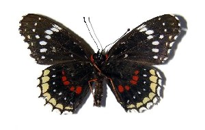  ( - 82-SRNP-462.3)  @13 [ ] CreativeCommons - Attribution Non-Commercial Share-Alike (2005) Daniel H. Janzen Guanacaste Dry Forest Conservation Fund