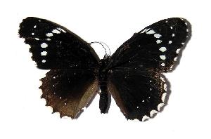  ( - 82-SRNP-637)  @13 [ ] CreativeCommons - Attribution Non-Commercial Share-Alike (2005) Daniel H. Janzen Guanacaste Dry Forest Conservation Fund