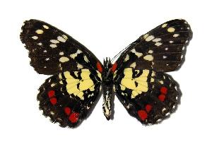  (Chlosyne erodyle - 94-SRNP-6447)  @14 [ ] CreativeCommons - Attribution Non-Commercial Share-Alike (2005) Daniel H. Janzen Guanacaste Dry Forest Conservation Fund