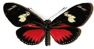  (Heliconius viridis - 04-SRNP-33493)  @14 [ ] CreativeCommons - Attribution Non-Commercial Share-Alike (2005) Daniel H. Janzen Guanacaste Dry Forest Conservation Fund
