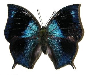  ( - 04-SRNP-49431)  @14 [ ] CreativeCommons - Attribution Non-Commercial Share-Alike (2005) Daniel H. Janzen Guanacaste Dry Forest Conservation Fund