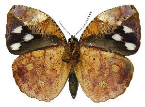  ( - 04-SRNP-60048)  @13 [ ] CreativeCommons - Attribution Non-Commercial Share-Alike (2005) Daniel H. Janzen Guanacaste Dry Forest Conservation Fund