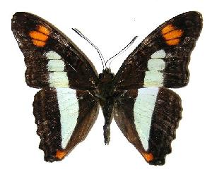  ( - 05-SRNP-1275)  @14 [ ] CreativeCommons - Attribution Non-Commercial Share-Alike (2005) Daniel H. Janzen Guanacaste Dry Forest Conservation Fund