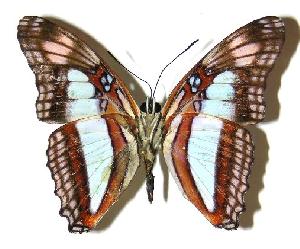  ( - 05-SRNP-1275)  @14 [ ] CreativeCommons - Attribution Non-Commercial Share-Alike (2005) Daniel H. Janzen Guanacaste Dry Forest Conservation Fund