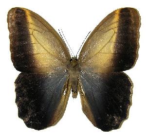  ( - 05-SRNP-21665)  @13 [ ] CreativeCommons - Attribution Non-Commercial Share-Alike (2005) Daniel H. Janzen Guanacaste Dry Forest Conservation Fund