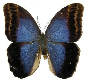  ( - 05-SRNP-2283)  @13 [ ] CreativeCommons - Attribution Non-Commercial Share-Alike (2005) Daniel H. Janzen Guanacaste Dry Forest Conservation Fund