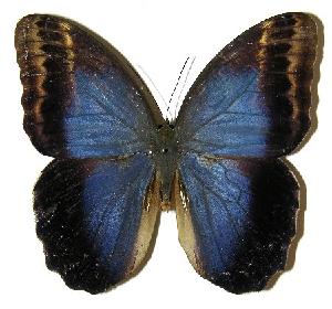  ( - 05-SRNP-3247)  @13 [ ] CreativeCommons - Attribution Non-Commercial Share-Alike (2005) Daniel H. Janzen Guanacaste Dry Forest Conservation Fund