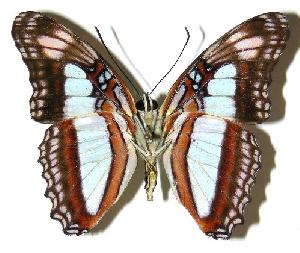  ( - 05-SRNP-41560)  @14 [ ] CreativeCommons - Attribution Non-Commercial Share-Alike (2005) Daniel H. Janzen Guanacaste Dry Forest Conservation Fund