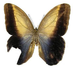  ( - 05-SRNP-55333)  @13 [ ] CreativeCommons - Attribution Non-Commercial Share-Alike (2005) Daniel H. Janzen Guanacaste Dry Forest Conservation Fund