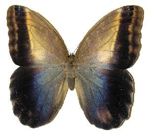  ( - 05-SRNP-55547)  @13 [ ] CreativeCommons - Attribution Non-Commercial Share-Alike (2005) Daniel H. Janzen Guanacaste Dry Forest Conservation Fund