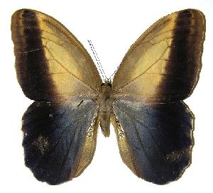  ( - 05-SRNP-55557)  @13 [ ] CreativeCommons - Attribution Non-Commercial Share-Alike (2005) Daniel H. Janzen Guanacaste Dry Forest Conservation Fund