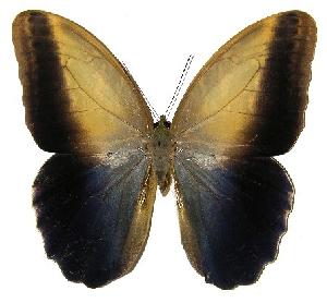  ( - 05-SRNP-55571)  @13 [ ] CreativeCommons - Attribution Non-Commercial Share-Alike (2005) Daniel H. Janzen Guanacaste Dry Forest Conservation Fund