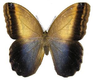  ( - 05-SRNP-55592)  @13 [ ] CreativeCommons - Attribution Non-Commercial Share-Alike (2005) Daniel H. Janzen Guanacaste Dry Forest Conservation Fund