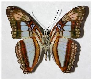  ( - 02-SRNP-6466)  @14 [ ] CreativeCommons - Attribution Non-Commercial Share-Alike (2006) Daniel H. Janzen Guanacaste Dry Forest Conservation Fund