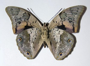  ( - 05-SRNP-8062)  @14 [ ] CreativeCommons - Attribution Non-Commercial Share-Alike (2013) Daniel H. Janzen Guanacaste Dry Forest Conservation Fund