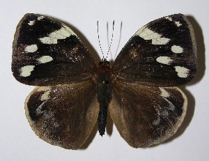  ( - 06-SRNP-497)  @13 [ ] CreativeCommons - Attribution Non-Commercial Share-Alike (2013) Daniel H. Janzen Guanacaste Dry Forest Conservation Fund