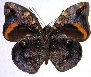  ( - 06-SRNP-59179)  @15 [ ] CreativeCommons - Attribution Non-Commercial Share-Alike (2007) Daniel H. Janzen Guanacaste Dry Forest Conservation Fund