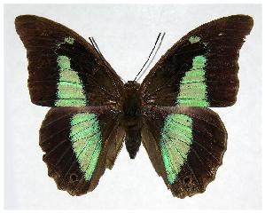  ( - 91-SRNP-37)  @14 [ ] CreativeCommons - Attribution Non-Commercial Share-Alike (2006) Daniel H. Janzen Guanacaste Dry Forest Conservation Fund