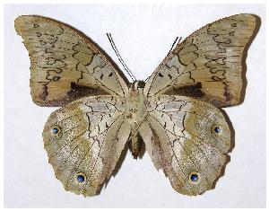  ( - 91-SRNP-37)  @14 [ ] CreativeCommons - Attribution Non-Commercial Share-Alike (2006) Daniel H. Janzen Guanacaste Dry Forest Conservation Fund