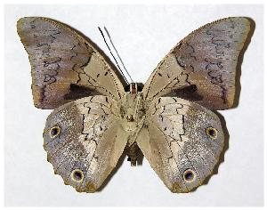  ( - 93-SRNP-2647)  @14 [ ] CreativeCommons - Attribution Non-Commercial Share-Alike (2006) Daniel H. Janzen Guanacaste Dry Forest Conservation Fund