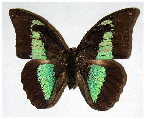  ( - 93-SRNP-2658)  @14 [ ] CreativeCommons - Attribution Non-Commercial Share-Alike (2006) Daniel H. Janzen Guanacaste Dry Forest Conservation Fund