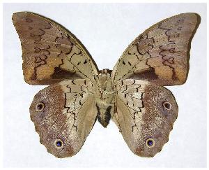  ( - 93-SRNP-2658)  @14 [ ] CreativeCommons - Attribution Non-Commercial Share-Alike (2006) Daniel H. Janzen Guanacaste Dry Forest Conservation Fund