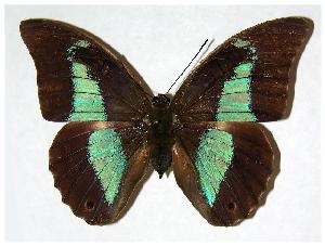  ( - 93-SRNP-2679)  @14 [ ] CreativeCommons - Attribution Non-Commercial Share-Alike (2006) Daniel H. Janzen Guanacaste Dry Forest Conservation Fund