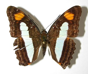  ( - 01-SRNP-2000)  @14 [ ] CreativeCommons - Attribution Non-Commercial Share-Alike (2007) Daniel H. Janzen Guanacaste Dry Forest Conservation Fund