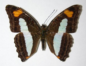  ( - 01-SRNP-4519)  @14 [ ] CreativeCommons - Attribution Non-Commercial Share-Alike (2007) Daniel H. Janzen Guanacaste Dry Forest Conservation Fund