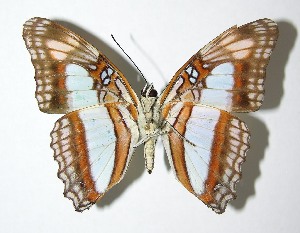  ( - 01-SRNP-4519)  @14 [ ] CreativeCommons - Attribution Non-Commercial Share-Alike (2007) Daniel H. Janzen Guanacaste Dry Forest Conservation Fund