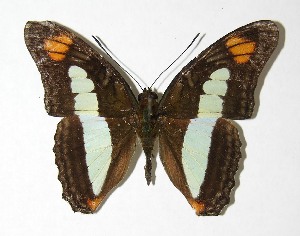  ( - 02-SRNP-14713)  @14 [ ] CreativeCommons - Attribution Non-Commercial Share-Alike (2007) Daniel H. Janzen Guanacaste Dry Forest Conservation Fund