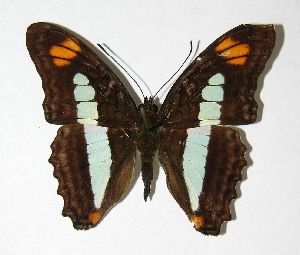  ( - 02-SRNP-15635)  @14 [ ] CreativeCommons - Attribution Non-Commercial Share-Alike (2007) Daniel H. Janzen Guanacaste Dry Forest Conservation Fund