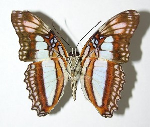  ( - 02-SRNP-15635)  @14 [ ] CreativeCommons - Attribution Non-Commercial Share-Alike (2007) Daniel H. Janzen Guanacaste Dry Forest Conservation Fund