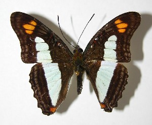  ( - 02-SRNP-940)  @14 [ ] CreativeCommons - Attribution Non-Commercial Share-Alike (2007) Daniel H. Janzen Guanacaste Dry Forest Conservation Fund