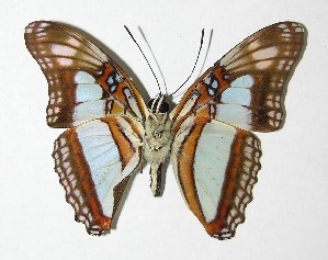  ( - 02-SRNP-940)  @14 [ ] CreativeCommons - Attribution Non-Commercial Share-Alike (2007) Daniel H. Janzen Guanacaste Dry Forest Conservation Fund