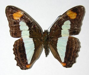  ( - 03-SRNP-12907.1)  @14 [ ] CreativeCommons - Attribution Non-Commercial Share-Alike (2007) Daniel H. Janzen Guanacaste Dry Forest Conservation Fund