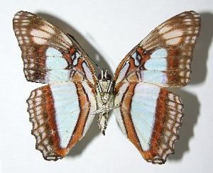  ( - 03-SRNP-12907.1)  @14 [ ] CreativeCommons - Attribution Non-Commercial Share-Alike (2007) Daniel H. Janzen Guanacaste Dry Forest Conservation Fund