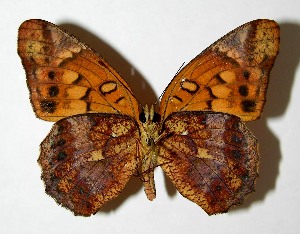  ( - 07-SRNP-14365)  @13 [ ] CreativeCommons - Attribution Non-Commercial Share-Alike (2008) Daniel H. Janzen Guanacaste Dry Forest Conservation Fund
